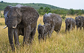 Group of elephants (Loxodonta africana) are walking on the savannah. Africa. Kenya. Tanzania. Serengeti. Maasai Mara.