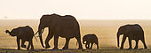 Group of elephants (Loxodonta africana) are walking on the savannah. Africa. Kenya. Tanzania. Serengeti. Maasai Mara.