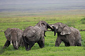 Group of elephants (Loxodonta africana) in the savannah. Africa. Kenya. Tanzania. Serengeti. Maasai Mara.