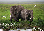 Two elephants (Loxodonta africana) in Savannah. Africa. Kenya. Tanzania. Serengeti. Maasai Mara.