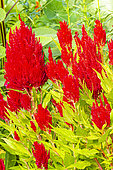 Célosie plumeuse, Celosia plumosa 'Fresh Look', fleurs