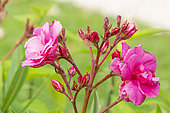 Oleander, Nerium oleander 'Villa Romaine', flowers