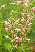 Scarlet Sage, Salvia Coccinea 'Coral Nymph', flowers
