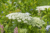 False Queen Anne's Lace, Ammi visnaga, flowers