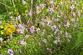 Lindheimer's beeblossom, Gaura lindheimeri 'Rosy Jane', flowers