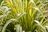 New Zealand flax, Phormium colensoi 'Cream Delight', foliage