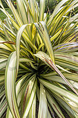 New Zealand flax, Phormium colensoi 'Cream Delight', foliage