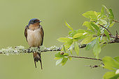 Barn Swallow (Hirundo rustica) perched on a branch, Texas, USA