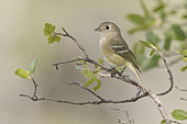 Hutton's Vireo (Vireo huttoni) perched on a branch, Arizona, USA