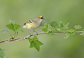 White-eyed Vireo (Vireo griseus) singing from a branch, Texas, USA