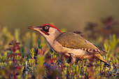 European Green Woodpecker (Picus viridis) male perched on the ground, North Rhine-Westphalia, Germany