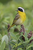 Common Yellowthroat (Geothlypis trichas) perched on a branch with food in its beak, British Columbia, Canada