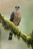 Cooper's Hawk (Accipiter cooperii) perched on a mossy branch, British Columbia, Canada