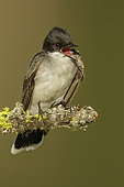 Eastern Kingbird (Tyrannus tyrannus) caling, British Columbia, Canada