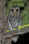 Flammulated Owl (Psiloscops flammeolus) perched on a branch, British Columbia, Canada