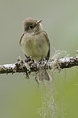 Pacific-slope Flycatcher (Empidonax difficilis) perched on a branch, British Columbia, Canada