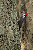 Pileated Woodpecker (Dryocopus pileatus) male climbing up a tree trunk, British Columbia, Canada