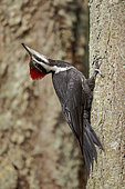 Pileated Woodpecker (Dryocopus pileatus) female climbing up a tree trunk, British Columbia, Canada