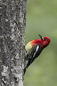 Red-breasted Sapsucker (Sphyrapicus ruber) climbing up a tree trunk, British Columbia, Canada