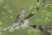 Swainson's Thrush (Catharus ustulatus) perched on a branch, British Columbia, Canada