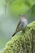 Swainson's Thrush (Catharus ustulatus) perched on a branch, British Columbia, Canada