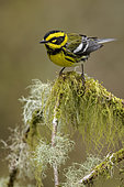Townsend's Warbler (Setophaga townsendi) male perched on a branch, British Columbia, Canada