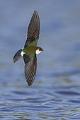 Tree Swallow (Tachycineta bicolor) flying, British Columbia, Canada