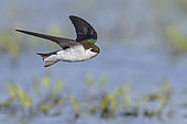 Tree Swallow (Tachycineta bicolor) flying, British Columbia, Canada