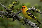 Western Tanager (Piranga ludoviciana) male singing, perched on a branch, British Columbia, Canada