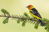 Western Tanager (Piranga ludoviciana) male perched on a branch, British Columbia, Canada