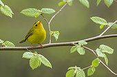 Wilson's Warbler (Cardellina pusilla) male perched on a branch, British Columbia, Canada
