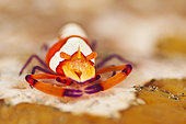 Emperor Shrimp (Zenopontonia rex) close-up, Lembeh Island, Indonesia