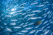 Bigeye Trevally (Caranx sexfasciatus) huge flock with single Yellowfin surgeonfish (Acanthurus xanthopterus), Bali, Indonesia