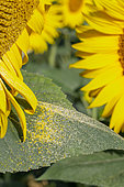 Sunflower (Helianthus annuus) leaf sprinkled with pollen under a flower head, Gers, France
