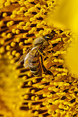 Honey Bee (Apis mellifera) on an organically grown sunflower (Helianthus annuus), Gers, France