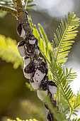 Cluster of cottony cushion scale (Icerya purchasi) bugs on Blue wattle (Acacia dealbata), Gers, France
