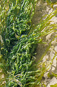 Gutweed (Ulva intestinalis) in intertidal pool, Cotes-d'Armor, France