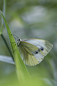 Green-veined white (Pieris napi), summer brood, resting on grass, Gers, France