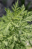 Armoise annuelle (Artemisia annua) en juillet, Vaucluse, France