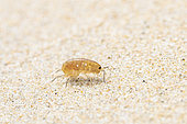 Sand hopper (Talitridae sp.) on beach strandline, Brehat, Cotes-d'Armor, France
