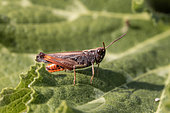 Woodland grasshopper (Omocestus rufipes) male on Courgette (Cucurbita pepo) leaf, Bouches-du-Rhone, France