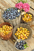 Harvesting red plums and mirabelle plums in baskets and flowers