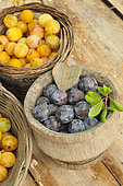 Harvesting red plums and mirabelle plums in baskets
