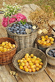 Harvesting red plums and mirabelle plums in baskets and flowers