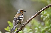 Chaffinch (Fringilla coelebs) perched on a branch, Spain