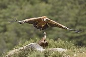 Griffon vulture (Gyps fulvus) in flight, feeding area, Spain