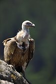 Griffon vulture (Gyps fulvus) on ground, feeding area, Spain