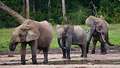 Group of African forest elephants (Loxodonta cyclotis) in the forest edge. Republic of Congo. Dzanga-Sangha Special Reserve. Central African Republic.