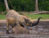 Female African forest elephant (Loxodonta cyclotis) with a baby are drinking water from a source of water. Central African Republic. Republic of Congo. Dzanga-Sangha Special Reserve.
