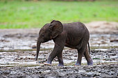 Baby African forest elephant (Loxodonta cyclotis). Central African Republic. Republic of Congo. Dzanga-Sangha Special Reserve.